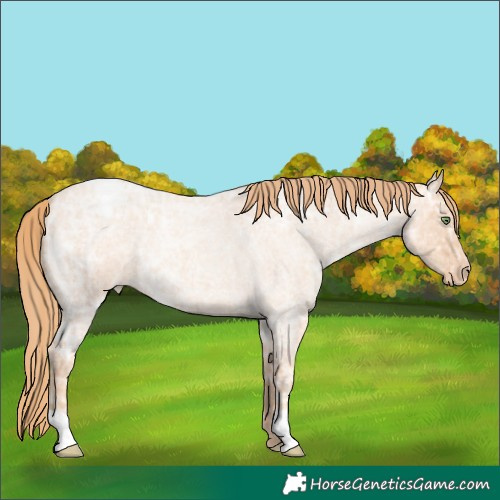 Horse Color:Gold Champagne Ice Roan Appaloosa