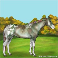 Horse Color:Painted Red Onyx Ice Tobiano Appaloosa 
