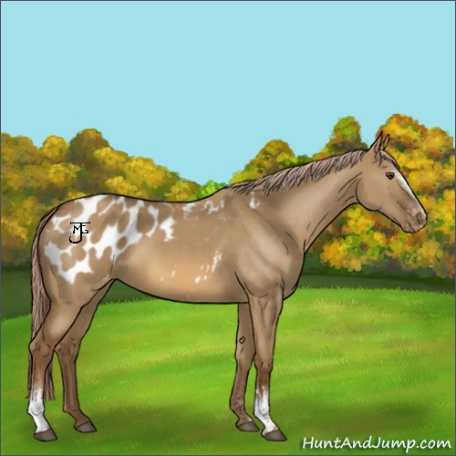 Horse Color:White Spotted Chocolate Palomino Dun Appaloosa 