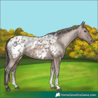 Horse Color:Liver Red Dun Sabino Appaloosa