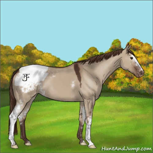Horse Color:White Spotted Liver Red Dun Appaloosa