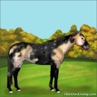Horse Color:Void Buckskin Onyx Tobiano Frame Rabicano 