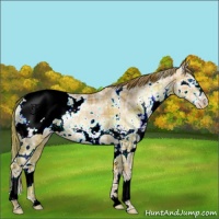 Horse Color:Plaid  White Spotted Brown Ice Snowdrop Pearl Splash Snowcap 