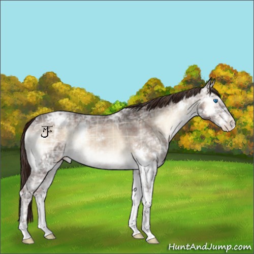 Horse Color:Plaid  Liver Red Onyx Ice Roan Splash Appaloosa 