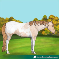 Horse Color:Bay Ice Pearl Tobiano Appaloosa 