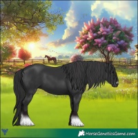 Horse Color:Black 