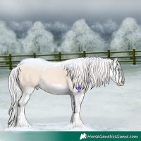 Horse Color:Cremello Splash