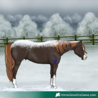 Horse Color:Liver Chestnut 