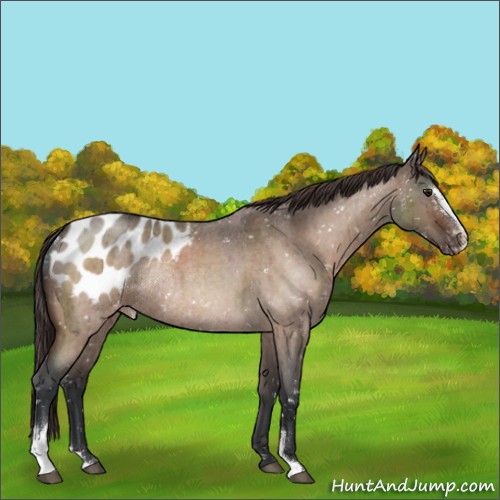 Horse Color:Bay Roan Dun Mushroom Sabino Blanket Rabicano Brindle 