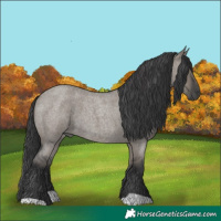 Horse Color:Grullo Roan 