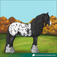 Horse Color:Black Appaloosa 