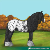 Horse Color:Black Appaloosa 