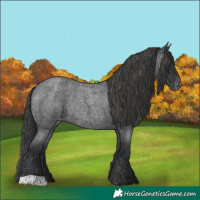 Horse Color:Blue Roan Varnish Rabicano 