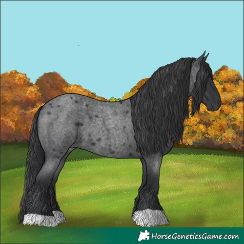 Horse Color:Blue Roan 