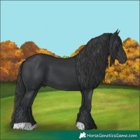 Horse Color:Black 