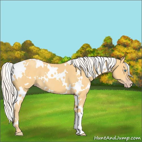 Horse Color:White Spotted Silver Amber Cream Champagne 