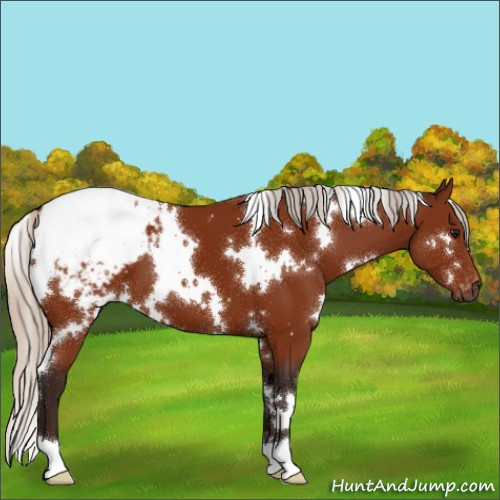 Horse Color:Gray White Spotted Silver Bay Appaloosa