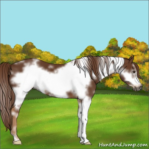 Horse Color:Gray White Spotted Chestnut Frame 