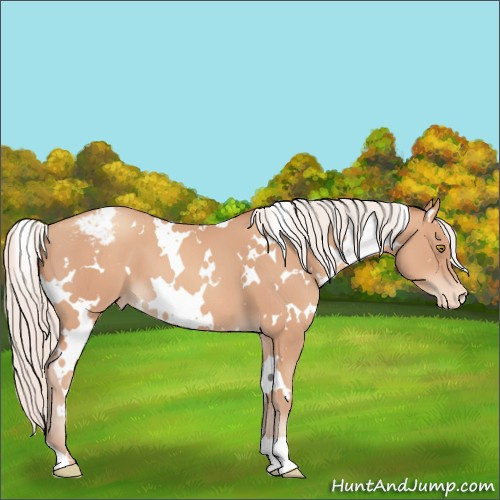 Horse Color:White Spotted Silver Amber Champagne Appaloosa