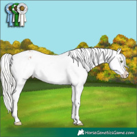Horse Color:Silver Sable Champagne Appaloosa