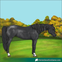 Horse Color:Black Rabicano 