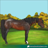Horse Color:Brown 