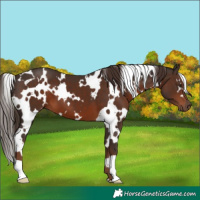 Horse Color:White Spotted Liver Chestnut 