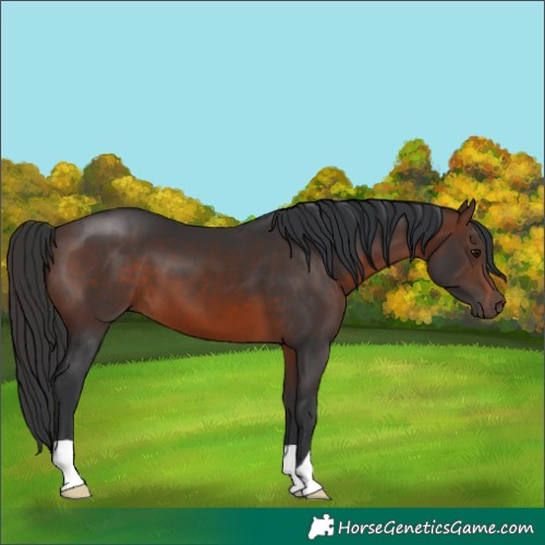 Horse Color:Brown 
