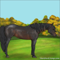 Horse Color:Brown 