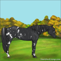 Horse Color:White Spotted Black 