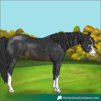 Horse Color:Brown Sabino