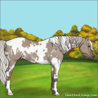 Horse Color:White Spotted Silver Grullo 