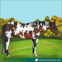 Horse Color:White Spotted Brown 