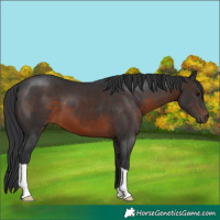 Horse Color:Brown 