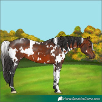 Horse Color:White Spotted Brown