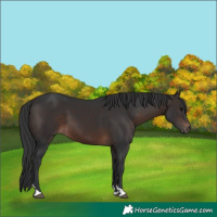 Horse Color:Brown 