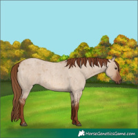 Horse Color:Red Dun Roan 