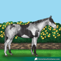 Horse Color:Smoky Black  and White Spotted Smoky Black 