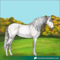 Horse Color:Gray White Spotted Silver Bay Roan  and Gray White Spotted Bay Splash 