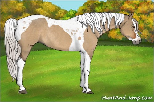 Horse Color:Gray Silver Brown Dun Splash Tobiano Rabicano