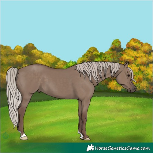 Horse Color:Silver Grullo 