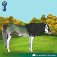 Horse Color:Blue Onyx Splash 