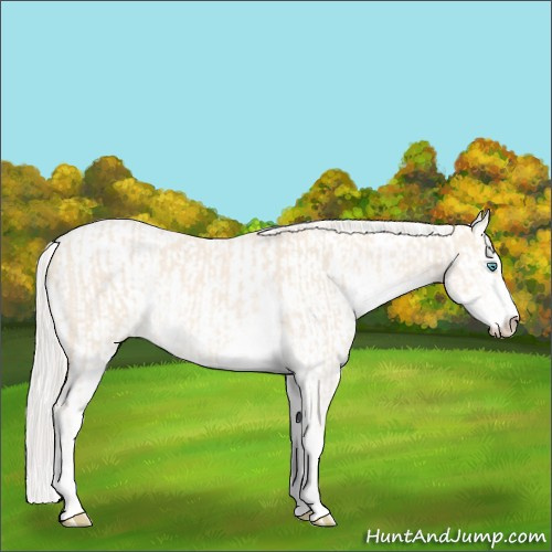 Horse Color:Cremello Sabino  and Cremello Dun Sabino 