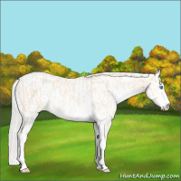 Horse Color:Cremello Sabino  and Cremello Dun Sabino 