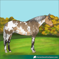 Horse Color:White Spotted Silver Buckskin Dun Rabicano 