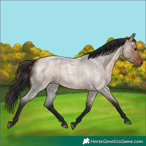 Horse Color:Bay Roan Dun Rabicano
