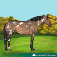 Horse Color:White Spotted Bay Dun