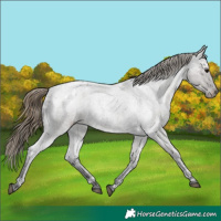 Horse Color:Smoky Grullo Ice Roan Appaloosa 