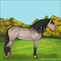 Horse Color:Liver Red Dun Roan Rabicano