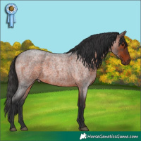 Horse Color:Brown Roan